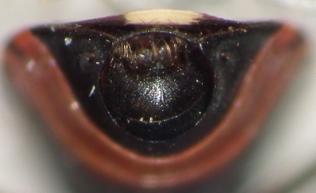 Lygaeidae:   Horvathiolus superbus